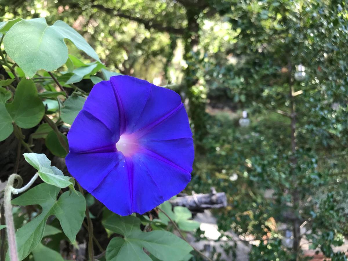 L'Abri La Vall Sorede Bagian luar foto